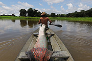  Fisherman carrying pirarucu in canoe during Pirarucu (Arapaima gigas) fishing - Piagacu-Purus Sustainable Development Reserve  - Beruri city - Amazonas state (AM) - Brazil