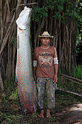  Fisherman during Pirarucu (Arapaima gigas) fishing - Piagacu-Purus Sustainable Development Reserve  - Beruri city - Amazonas state (AM) - Brazil