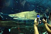  Shark - AquaRio - marine aquarium of the city of Rio de Janeiro  - Rio de Janeiro city - Rio de Janeiro state (RJ) - Brazil