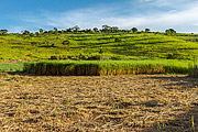  Sugarcane in cutting phase  - Guarani city - Minas Gerais state (MG) - Brazil