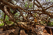  Trunks of Brazil Plum (Spondias tuberosa)  - Iraquara city - Bahia state (BA) - Brazil