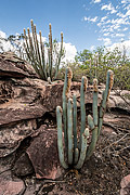  Cactus on the trail to Buracao Waterfall  - Ibicoara city - Bahia state (BA) - Brazil