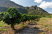  Coffee Plantation with rock formation in the background  - Ibicoara city - Bahia state (BA) - Brazil