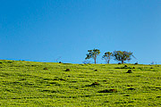  Rural landscape detail  - Guarani city - Minas Gerais state (MG) - Brazil