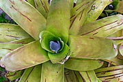  Bromeliad seen from above with water inside  - Resende city - Rio de Janeiro state (RJ) - Brazil
