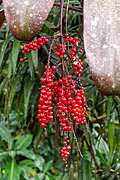  Bunt detail with small red fruits  - Resende city - Rio de Janeiro state (RJ) - Brazil