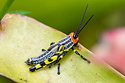  Grasshopper  - Resende city - Rio de Janeiro state (RJ) - Brazil
