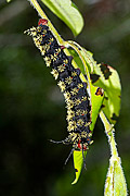  Black and yellow Moth Caterpillar  - Resende city - Rio de Janeiro state (RJ) - Brazil