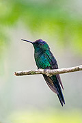  Violet-capped Woodnymph (Thalurania glaucopis)  - Resende city - Rio de Janeiro state (RJ) - Brazil