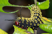  Black and yellow Moth Caterpillar  - Resende city - Rio de Janeiro state (RJ) - Brazil
