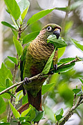  Maroon-bellied Parakeet (Pyrrhura frontalis)  - Resende city - Rio de Janeiro state (RJ) - Brazil