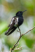  Hummingbird  - Resende city - Rio de Janeiro state (RJ) - Brazil