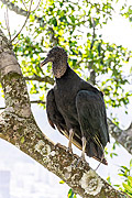  Black Vulture (Coragyps atratus)  - Rio de Janeiro city - Rio de Janeiro state (RJ) - Brazil