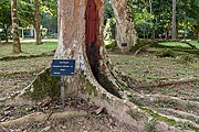  Brazilwood (Caesalpinia echinata) trunk - Botanical Garden of Rio de Janeiro  - Rio de Janeiro city - Rio de Janeiro state (RJ) - Brazil