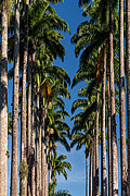  Imperial palms - Botanical Garden of Rio de Janeiro  - Rio de Janeiro city - Rio de Janeiro state (RJ) - Brazil