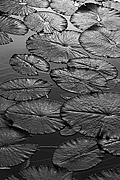  Detail of victorias regia (Victoria amazonica) - also known as Amazon Water Lily or Giant Water Lily - Frei Leandro Lake - Botanical Garden of Rio de Janeiro  - Rio de Janeiro city - Rio de Janeiro state (RJ) - Brazil