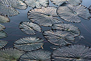  Detail of victorias regia (Victoria amazonica) - also known as Amazon Water Lily or Giant Water Lily - Frei Leandro Lake - Botanical Garden of Rio de Janeiro  - Rio de Janeiro city - Rio de Janeiro state (RJ) - Brazil