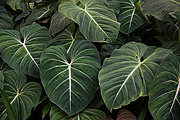  Detail of plant leaves - Rio de Janeiro Botanical Garden  - Rio de Janeiro city - Rio de Janeiro state (RJ) - Brazil