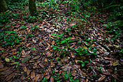  Decaying dry leaves on the soil - Atlantic Rainforest area
  - Sao Sebastiao city - Sao Paulo state (SP) - Brazil