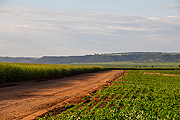  Landscape with plantation of cane, soybeans and cuesta of the Itaqueri Mountain Range in the background  - Santa Maria da Serra city - Sao Paulo state (SP) - Brazil