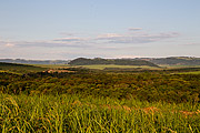  Landscape with cane fields and remaining vegetation from the savannah - with cuesta of the Itaqueri Mountain Range in the background  - Santa Maria da Serra city - Sao Paulo state (SP) - Brazil