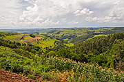  Corn plantation on a small property - Fartura Mountain Range  - Ipora do Oeste city - Santa Catarina state (SC) - Brazil