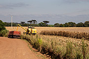  Corn harvest  - Derrubadas city - Rio Grande do Sul state (RS) - Brazil