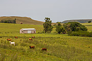  Angus cattle in the coxilhas landscape of the southern fields  - Rosario do Sul city - Rio Grande do Sul state (RS) - Brazil