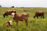 Angus cattle in the coxilhas landscape of the southern fields  - Rosario do Sul city - Rio Grande do Sul state (RS) - Brazil