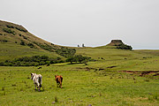  Cattle in the landscape of native fields of the southern fields  - Rosario do Sul city - Rio Grande do Sul state (RS) - Brazil