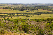  Landscape of coxilhas of the southern fields - Ibirapuita Environmental Protection Area  - Santana do Livramento city - Rio Grande do Sul state (RS) - Brazil