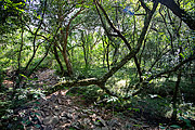  Forest interior at the base of the hill at the edges of the Ibirapuita Environmental Protection Area  - Santana do Livramento city - Rio Grande do Sul state (RS) - Brazil