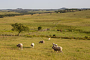  Sheep herd grazing in southern fields - close to the Uruguayan border  - Santana do Livramento city - Rio Grande do Sul state (RS) - Brazil