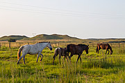  Group of Criollo horses on natural pasture in southern fields  - Santana do Livramento city - Rio Grande do Sul state (RS) - Brazil