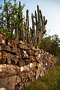  Stone wall used as fence dividing rural property  - Santana do Livramento city - Rio Grande do Sul state (RS) - Brazil