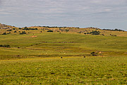  Landscape of native fields of the southern fields  - Quarai city - Rio Grande do Sul state (RS) - Brazil
