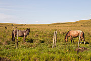  Group of Criollo horses grazing in Cavera Mountain Range - Ibirapuita Environmental Protection Area  - Alegrete city - Rio Grande do Sul state (RS) - Brazil