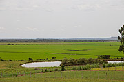  Rice plantation in southern fields  - Manoel Viana city - Rio Grande do Sul state (RS) - Brazil