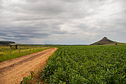 Dirt road and soy plantation  - Alegrete city - Rio Grande do Sul state (RS) - Brazil