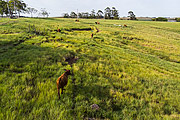  Picture taken with drone of the Angus cattle in the coxilhas landscape of the southern fields  - Rosario do Sul city - Rio Grande do Sul state (RS) - Brazil