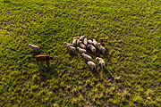  Picture taken with drone of the Sheep herd grazing in southern fields  - Rosario do Sul city - Rio Grande do Sul state (RS) - Brazil