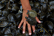  Yellow-spotted amazon river turtle (podocnemis unifilis) - Igapo-Açu Sustainable Development Reserve  - Borba city - Amazonas state (AM) - Brazil