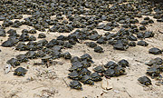  Yellow-spotted amazon river turtle (podocnemis unifilis) - Igapo-Açu Sustainable Development Reserve  - Borba city - Amazonas state (AM) - Brazil