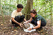 Team of biologists working on Yellow-footed Tortoise biology project in the Tijuca Forest  - Rio de Janeiro city - Rio de Janeiro state (RJ) - Brazil