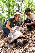  Team of biologists working on Yellow-footed Tortoise biology project in the Tijuca Forest  - Rio de Janeiro city - Rio de Janeiro state (RJ) - Brazil