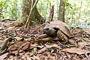  Yellow-footed turtle with GPS tracker in a biology project in Tijuca Forest  - Rio de Janeiro city - Rio de Janeiro state (RJ) - Brazil