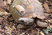  Yellow-footed turtle with GPS tracker in a biology project in Tijuca Forest  - Rio de Janeiro city - Rio de Janeiro state (RJ) - Brazil