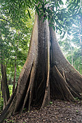  Kapok tree (Ceiba pentandra) - Amazon Rainforest  - Iranduba city - Amazonas state (AM) - Brazil