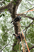 Tourists climbing Kapok tree (Ceiba pentandra) - Amazon Rainforest  - Iranduba city - Amazonas state (AM) - Brazil