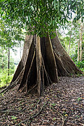  Kapok tree (Ceiba pentandra) - Amazon Rainforest  - Iranduba city - Amazonas state (AM) - Brazil